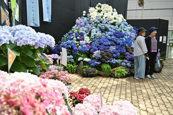 色鮮やかなアジサイ富士