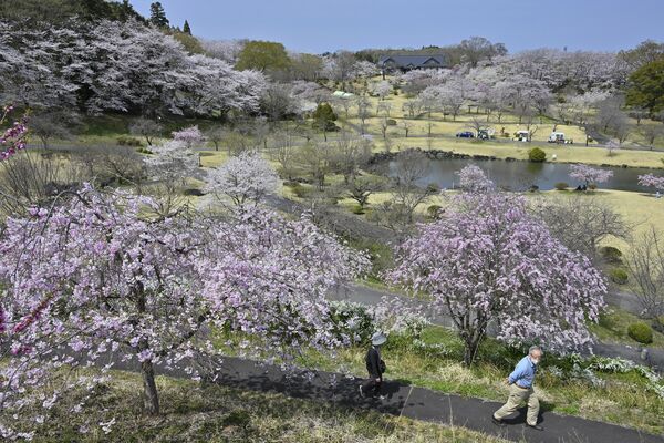 つがの里の桜＝８日午後