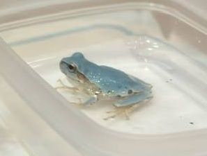 水色カエル見つけたよ 足利の小学2年生田部井さん 黄色の色素が欠乏か
