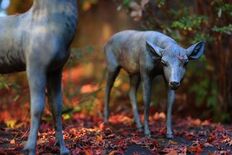 本当は教えたくない。 知られざる滋賀の紅葉絶景