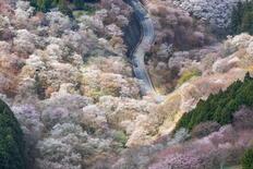 奈良県・吉野山のサクラ、害虫から守れ
