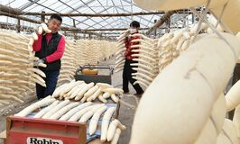 鹿沼で干し大根作り