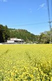 鮮やかな黄色一面に　耕作放棄地を活用　日光