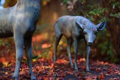 本当は教えたくない。 知られざる滋賀の紅葉絶景