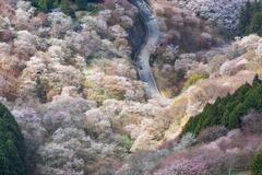 奈良県・吉野山のサクラ、害虫から守れ