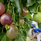 真岡でパッションフルーツの収穫始まる　赤く熟した実、酸味と甘さが凝縮