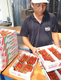 とちおとめ今期初出荷