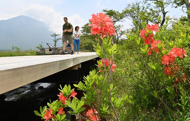 戦場ケ原を鮮やかなオレンジ色で彩るレンゲツツジ＝26日午前11時35分、日光市中宮祠
