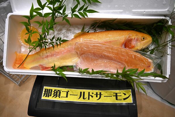 黄金色の体色が特徴の「那須ゴールドサーモン」