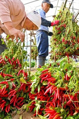 畑から収穫されビニールハウスで干される栃木三鷹＝26日午前11時20分、大田原市羽田