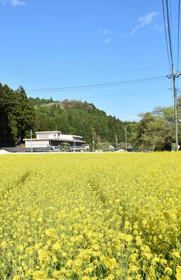 旧所野小周辺の菜の花
