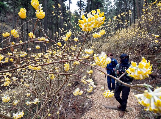 焼森山山麓で見頃を迎えたミツマタ
