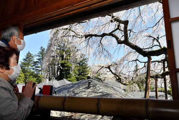 皇后御学問所からシダレザクラを眺める来園者＝10日午前10時50分、日光市本町