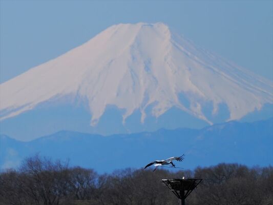 巣材を運ぶひかる＝10日午前、小山市下生井（わたらせ未来基金提供）