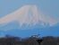 巣材を運ぶひかる＝10日午前、小山市下生井（わたらせ未来基金提供）
