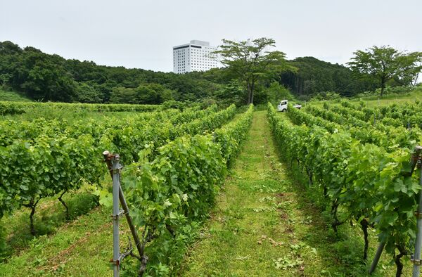 耕作放棄地を再生させ、青々と茂るブドウ畑。奥はホテル「グランドメルキュール那須高原」＝那須町