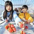 甘くておいしいね 鹿沼・出会いの森でいちご狩り開始 「いちご神社」も登場
