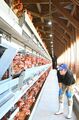 止まらぬ鶏卵・鶏肉の価格高騰 栃木県内の業者など先見えぬ苦境
