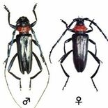 下野市内２公園でカミキリ被害　３月以来、市が注意呼びかけ