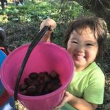 野山に実りの秋が到来　クリ・ドングリ・稲穂　おやつにぴったり