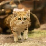 さよなら、お父さんスナネコ「シャリフ」　那須での展示12日まで