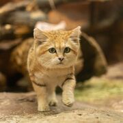 さよなら、お父さんスナネコ「シャリフ」　那須での展示12日まで