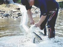 那珂川に親アユ放流