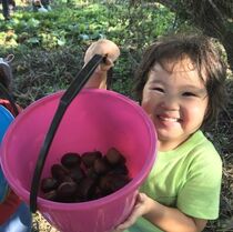 野山に実りの秋が到来　クリ・ドングリ・稲穂　おやつにぴったり