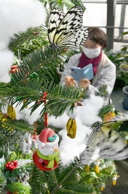 オオゴマダラの金色に輝くサナギなどが飾り付けられたクリスマスツリー＝15日午前11時35分、真岡市下籠谷