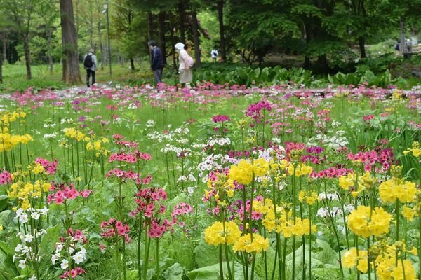 色とりどりの花を付けるクリンソウ