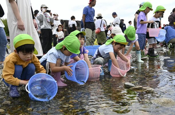 稚アユを川に放つ園児たち