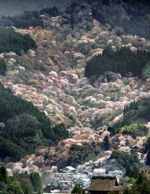 　見頃を迎えた吉野山の桜＝２日、奈良県吉野町（共同通信社ヘリから）