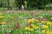 色とりどりの花を付けるクリンソウ