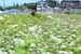 収穫が始まった夏ソバ