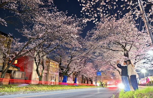 中久喜の桜並木