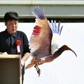 トキを本州で初めて放鳥、能登の空舞う　小山市の浅野市長も出席
