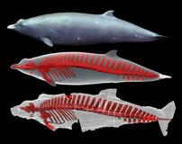 クジラの骨格、3D画像で復元