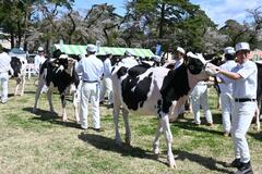 乳牛、体の美しさ競う