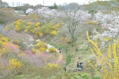 色染め分ける春の丘　茂木の「花の山」最盛期