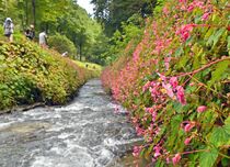 シュウカイドウ見頃　栃木