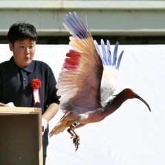 トキを本州で初めて放鳥、能登の空舞う　小山市の浅野市長も出席