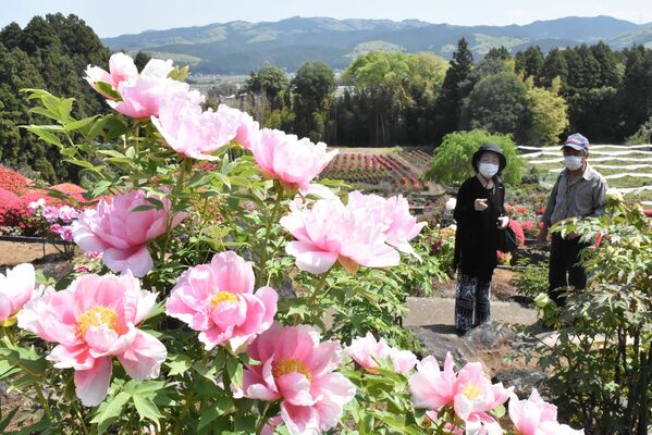 八溝山地を背景に、あでやかに咲き誇るボタン
