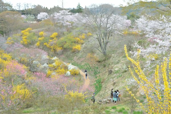 春の花々が見事なコントラストを見せる花の山の園内