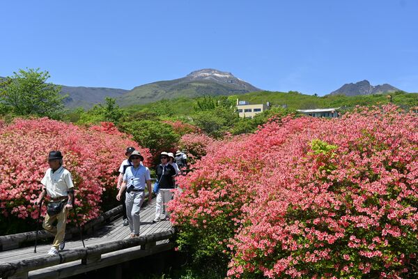 見頃のピークを迎えている八幡のツツジ群落