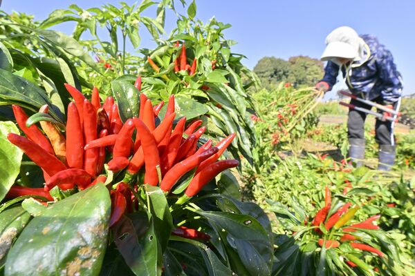 真っ赤に実り収穫されるトウガラシ「栃木三鷹」＝30日午前10時30分、大田原市加治屋