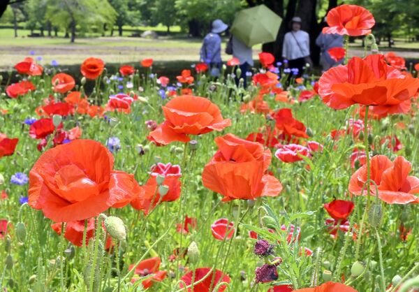 見頃を迎え、花畑を赤く染めたポピー＝25日午前11時、壬生町国谷