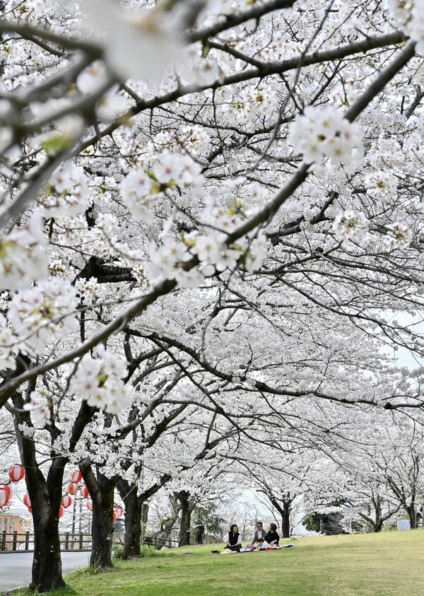 足利市の足利公園は満開から散り始め＝８日午後