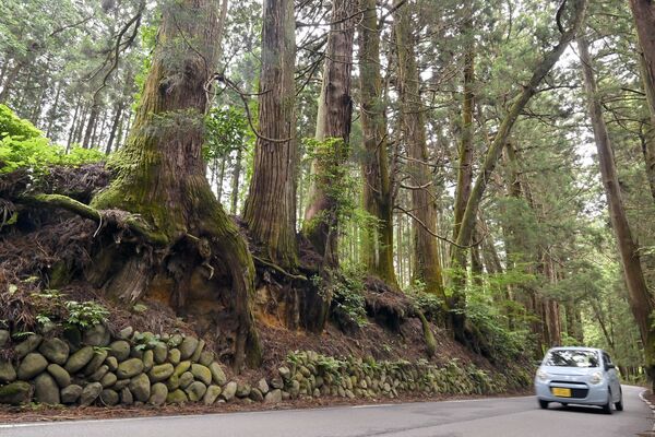 日光杉並木に刻まれた「開発の傷跡」　むき出しの根、保全と利便性の模索続く