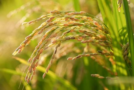 　埼玉県北本市の水田の稲穂。これまで「コシヒカリ」を植えていたが、今年から高温耐性に優れた品種「にじのきらめき」に切り替えた＝６日午後