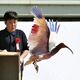トキを本州で初めて放鳥、能登の空舞う　小山市の浅野市長も出席
